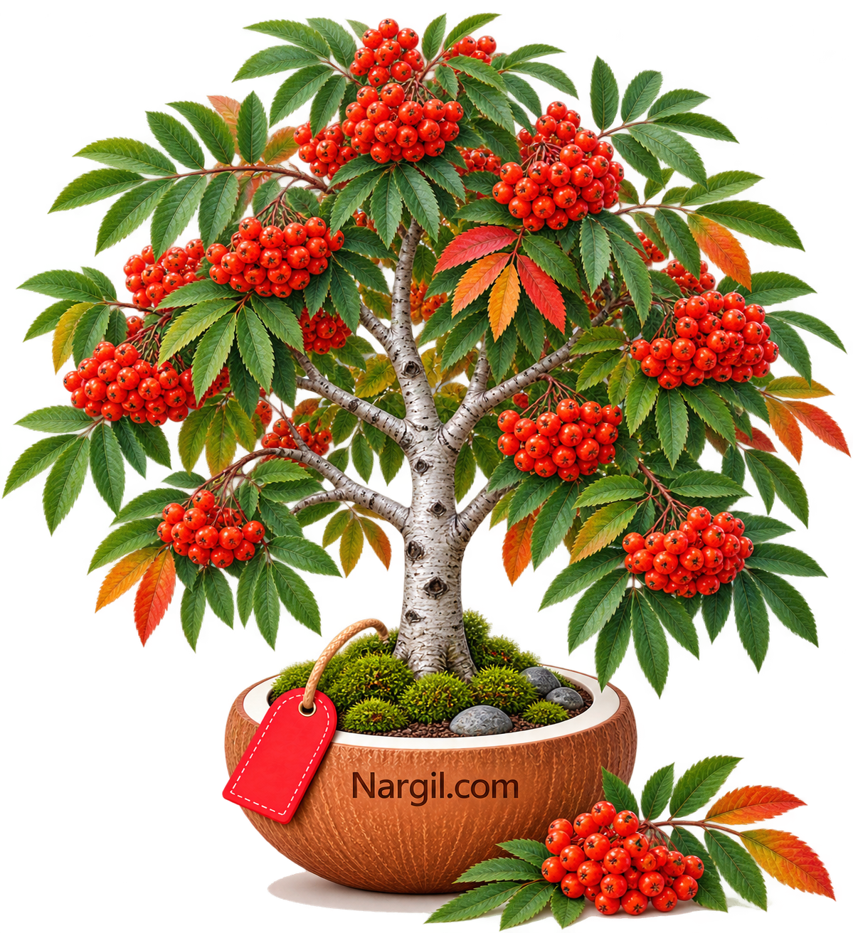 Nargil_Sorbus aucuparia